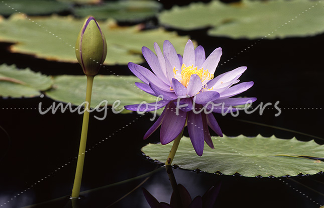008 熱帯スイレン 「ニンファエア・ギガンティア（Nymphaea giganthea）」