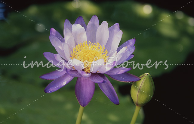 009 熱帯スイレン 「ニンファエア・ギガンティア(Nymphaea giganthea)」