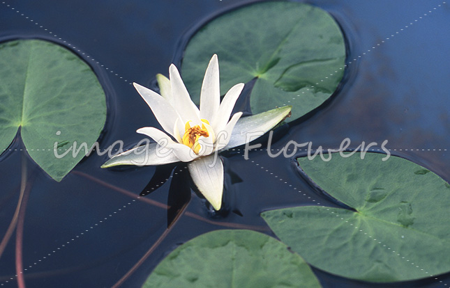 014　ヒツジグサ　Nymphaea tetragona