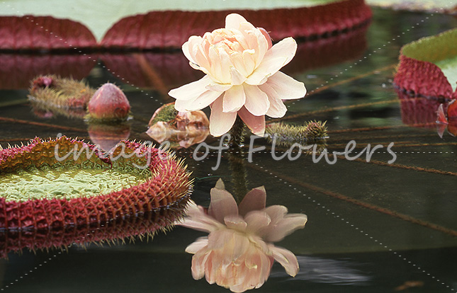 019 オオオニバス（Victoria amazonica）開花二日目