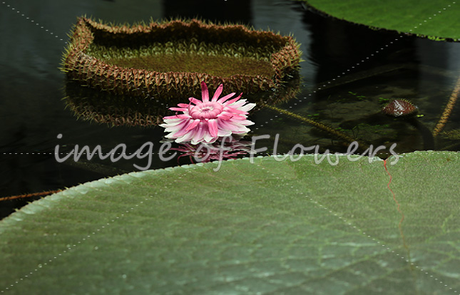 022 オオオニバス（Victoria amazonica）開花二日目