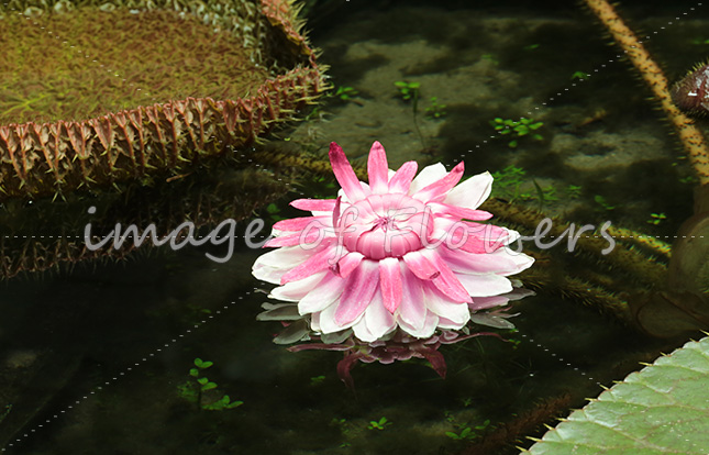 023 オオオニバス（Victoria amazonica）開花二日目