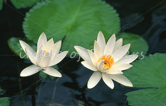 031 熱帯スイレン「ニンファエア・ジュノー（Nymphaea 'Juno）」