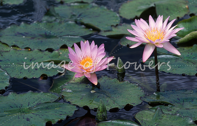 037 熱帯スイレン「ニンファエア・イブリン E ランディグ(Nymphaea'Evelyn E Randig' )」