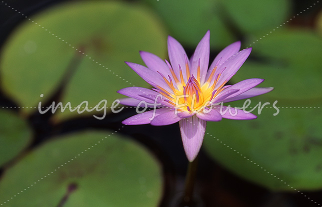 038 熱帯スイレン「ニンファエア・ペンシルベニア(Nymphaea'pennsylvania' )」