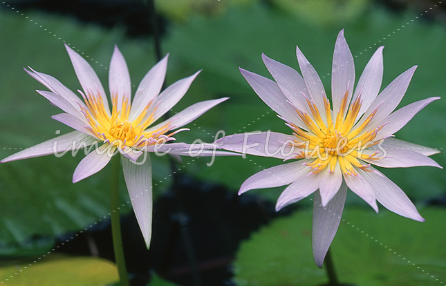 040 熱帯スイレン「ニンファエア・パメラ(Nymphaea'Pamela' )」
