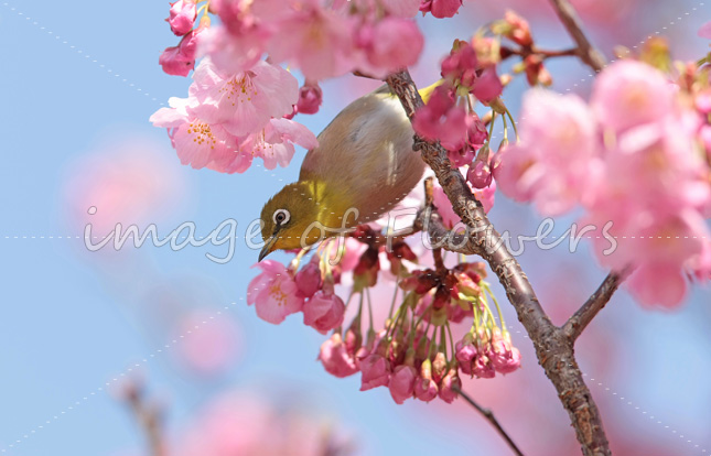 007 花と鳥（メジロと桜）