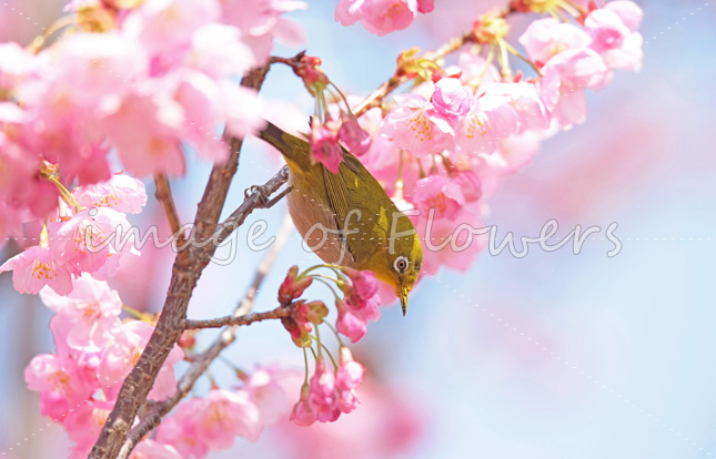 008 花と鳥（メジロと桜）