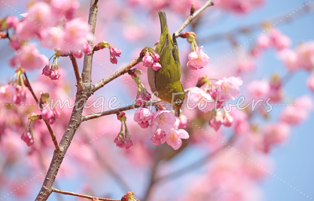 010 花と鳥（メジロと桜）