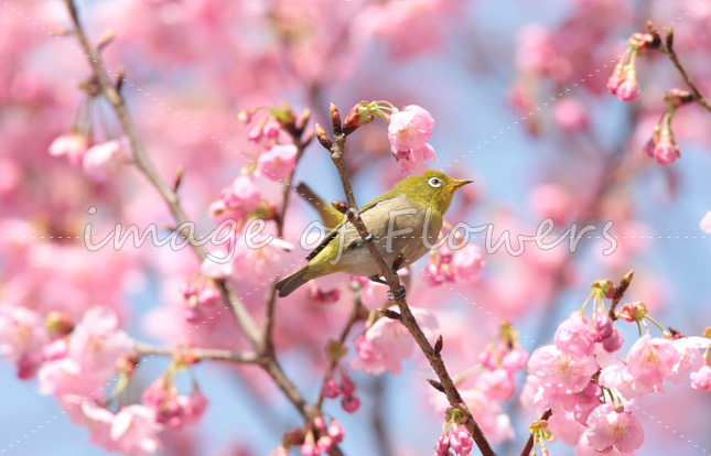 012花と鳥（メジロと桜）