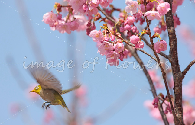 013花と鳥（メジロと桜）