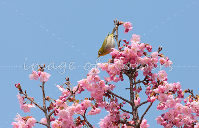 014花と鳥（メジロと桜）