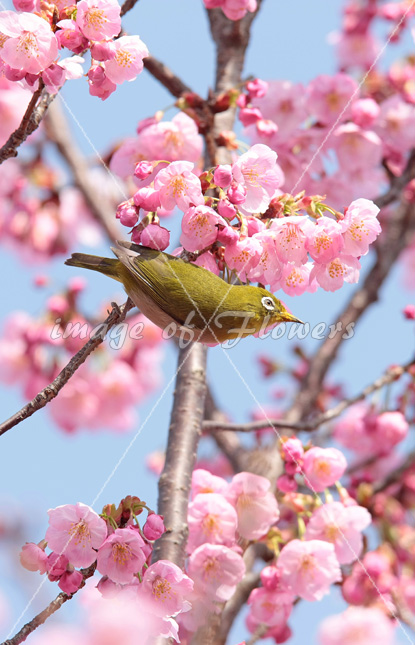 025 花と鳥（メジロと桜）