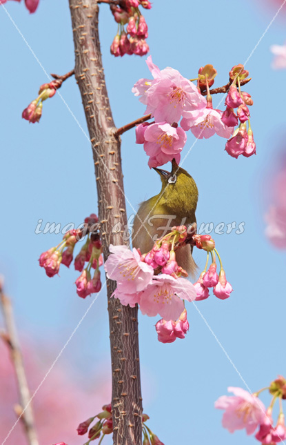 026 花と鳥（めじろと桜）