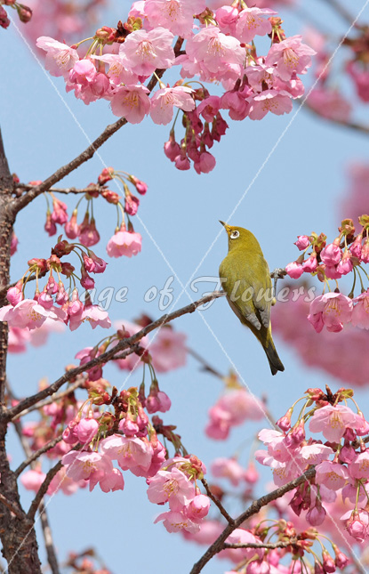 028 花と鳥（めじろと桜）