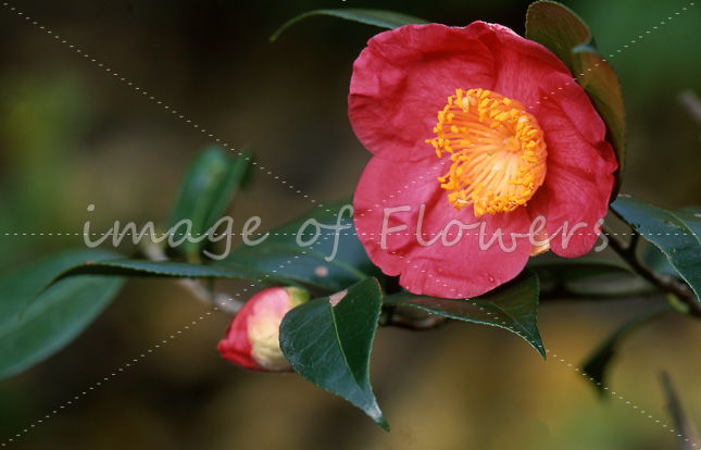 033 椿「紅妙蓮寺」