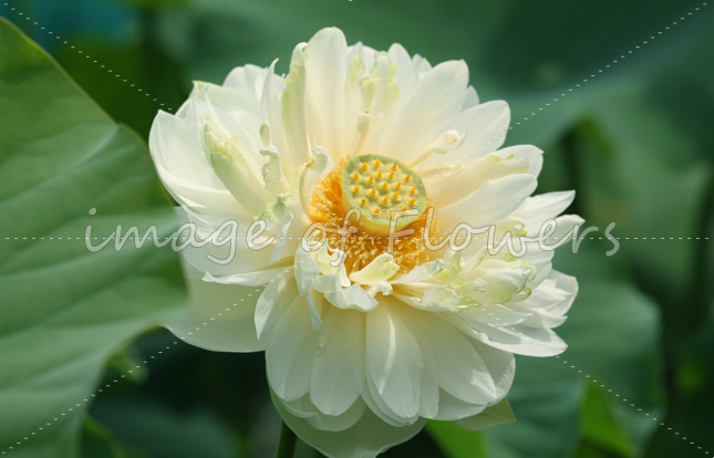 014 蓮「芦山白蓮」